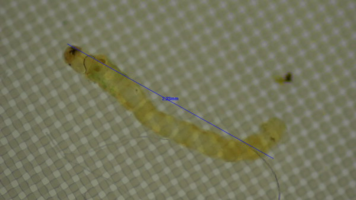 석동정수장에서 발견된 깔따구 유충. 창원시 제공