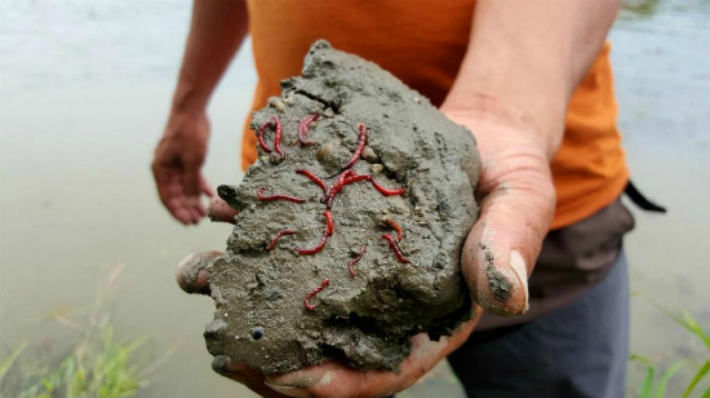 붉은색 깔따구는 4급수 오염지표종이다. 충남 공주보 상류 펄에서 발견된 붉은색 깔따구.