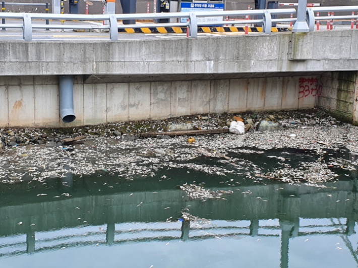 지난달 31일 부산 영도구 동삼해수천에서 청어 수백마리가 집단 폐사한 모습. 부산 영도구 제공