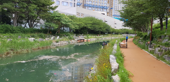 지난달 31일 부산 영도구 동삼해수천에서 청어 수백마리가 집단 폐사한 모습. 부산 영도구 제공