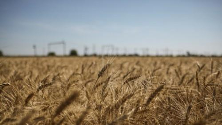 우크라, 첫 흑해 곡물 수출…식량위기 해소될까?