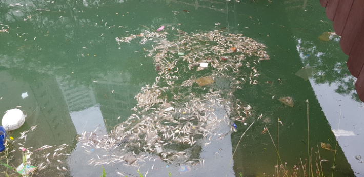 지난달 30일 부산 영도구 동삼해수천에서 청어 수백마리가 집단 폐사한 모습. 부산 영도구 제공