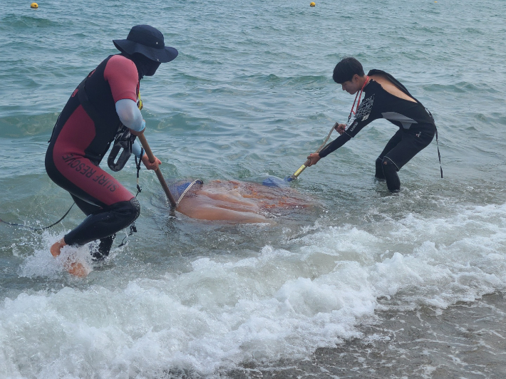 6일 부산 기장군 임랑해수욕장에서 해수욕객 수십명이 대형 해파리떼에 잇따라 쏘이는 사고가 발생했다.독자 제공