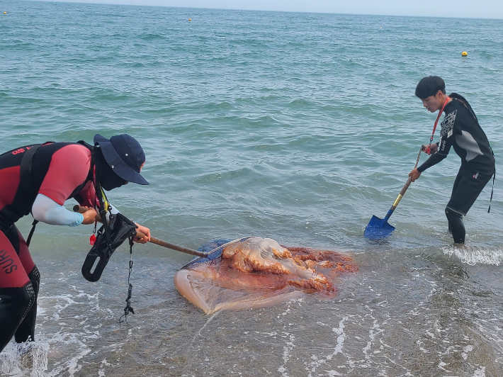6일 부산 기장군 임랑해수욕장에서 해수욕객 수십명이 대형 해파리떼에 잇따라 쏘이는 사고가 발생했다.독자 제공