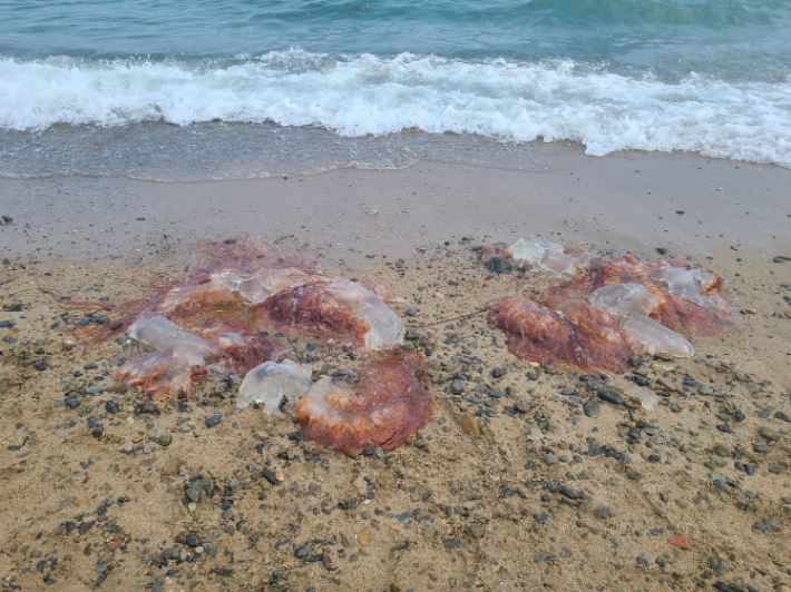6일 부산 기장군 임랑해수욕장에서 해수욕객 수십명이 대형 해파리떼에 잇따라 쏘이는 사고가 발생했다. 독자 제공