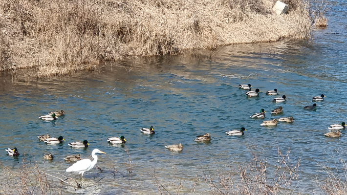 광주호 조류사진. 국립공원공단 무등산생태탐방원 제공