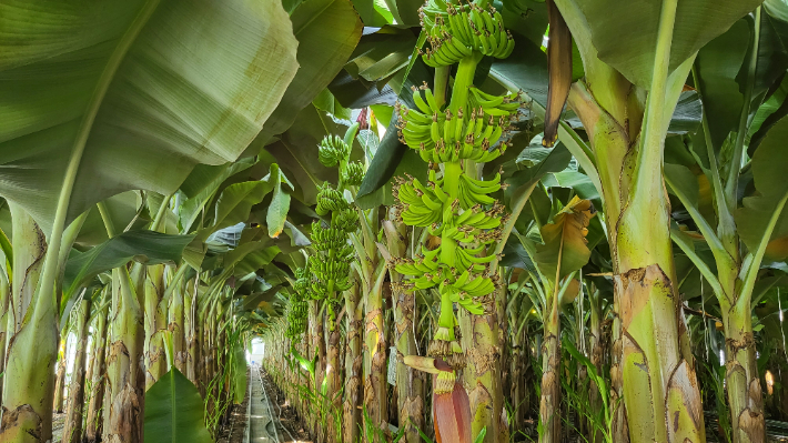 보성에서 재배하는 바나나. 보성군 제공