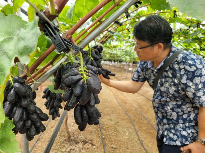 제주에서 재배된 블랙사파이어 포도. 제주서부농업기술센터 제공