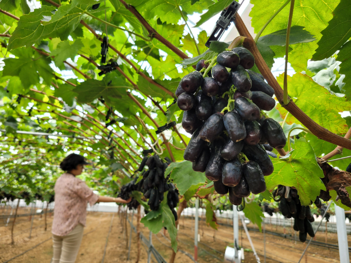 제주에서 재배된 블랙사파이어 포도. 제주서부농업기술센터 제공