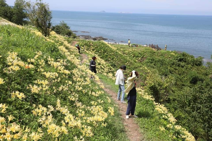 전북 부안군 변산마실길 붉노랑상사화 이달 말인 오는  8월 20일부터 27일까지 최절정에 이를 것으로 보인다. 부안군 제공