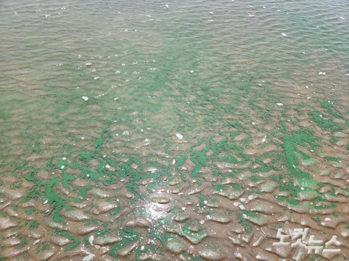 우리나라에서는 처음으로 다대포해수욕장에서 녹조 신경독소가 검출됐다. 사진은 지난 13일 녹조가 떠밀려온 부산 다대포해수욕장. 정혜린 수습기자