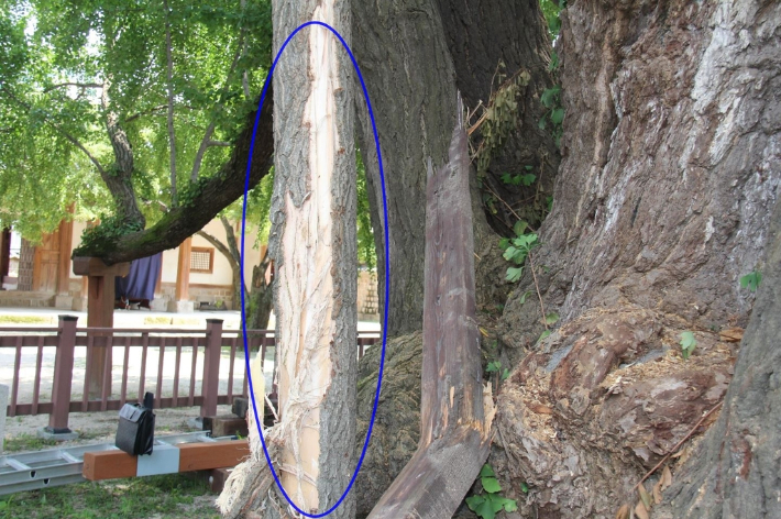 천연기념물로 지정된 서울 성균관 문묘(文廟) 내 수령 400년짜리 은행나무가 작업 중에 또다시 훼손됐다. 파란색 원으로 표시한 부분이 훼손된 부분. 성균관 제공