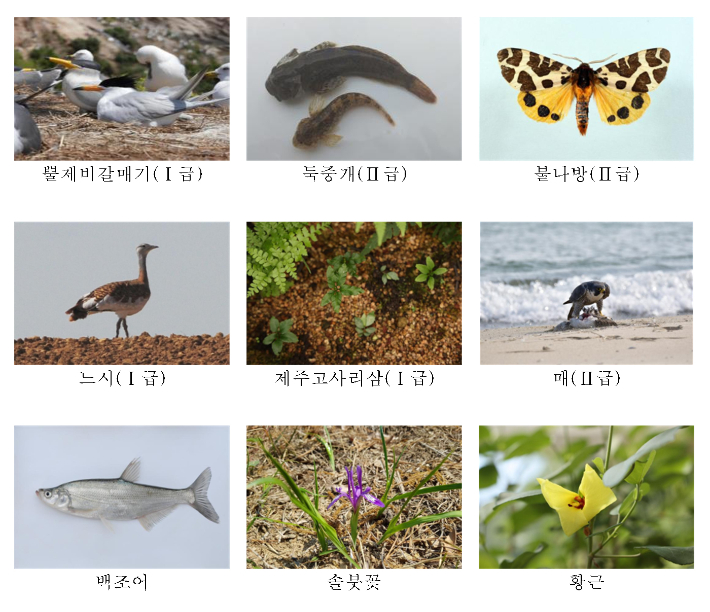 뿔제비갈매기·둑중개·불나방 등 19종이 멸종위기 야생생물 목록에 추가되고, 느시·제주고사리삼·매 등 8종은 등급이 조정된다. 백조어·솔붓꽃·황근 등 4종은 멸종위기 야생생물에서 해제된다. 환경부 제공