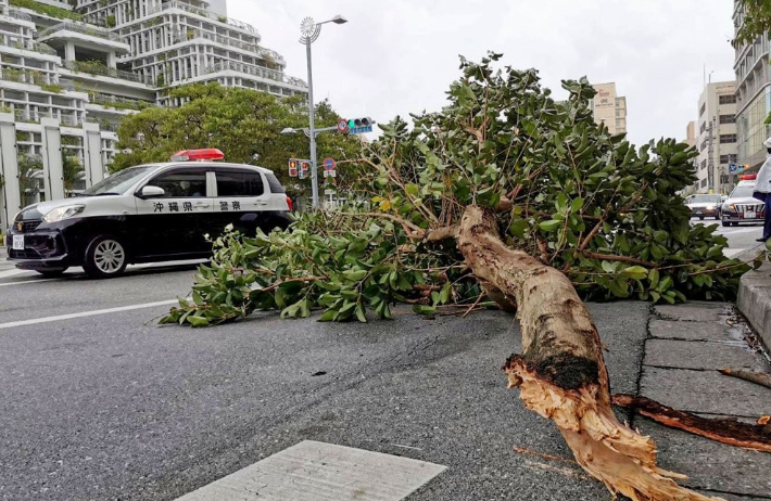 제11호 태풍 힌남노로 강한 바람이 불면서 지난 4일 일본 오키나와현 나하시 중심부에서 가로수가 부러져 넘어져 있다. 연합뉴스