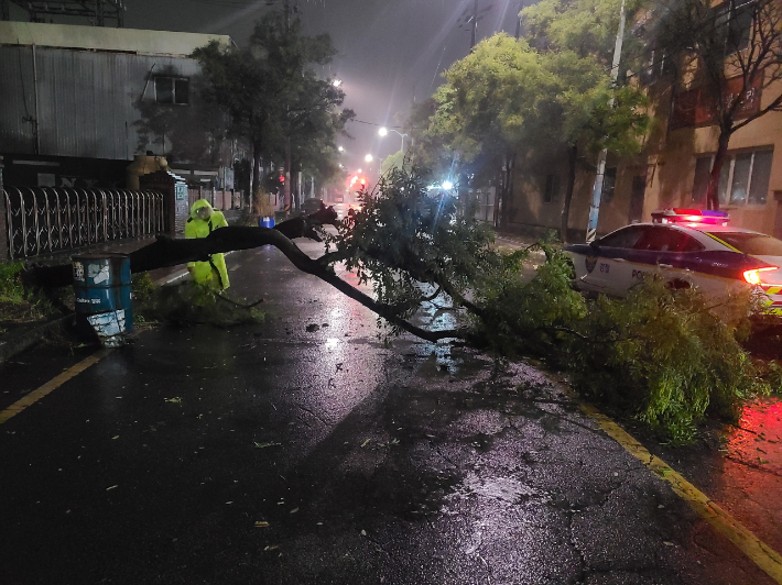 제 11호 태풍 '힌남노'의 영향권에 든 6일 오전 부산 강서구에서 가로수가 강풍에 쓰러져 경찰이 현장을 수습하고 있다.  부산경찰청 제공