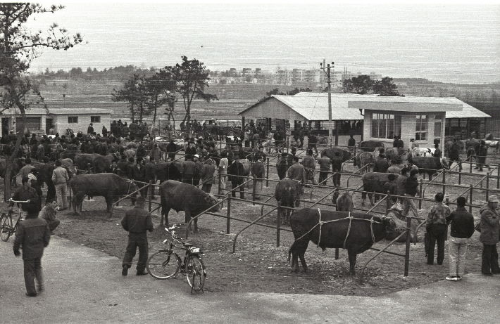 지난 1979년 수원 곡반정동에 위치해 있던 우시장 모습. 수원특례시청 제공