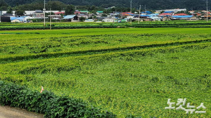 11호 태풍 힌남노의 영향으로 6일 벼 쓰러짐 피해가 발생한 충북 청주시 오창읍 학소리 논. 최범규 기자