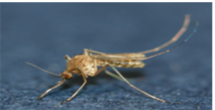 작은빨간집모기. 질병관리청 제공