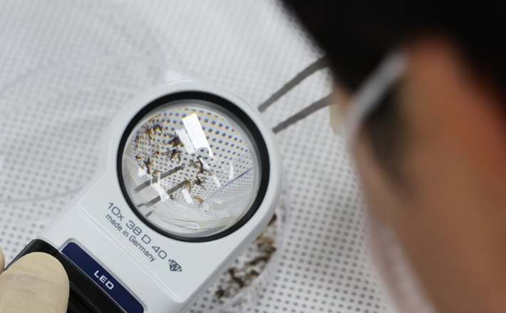 지난 7월 경기도 수원시 권선구 경기도보건환경연구원에서 연구원들이 채집한 모기를 분류하고 있다. 연합뉴스