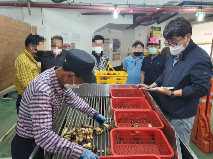 송이공판장. 양양군제공