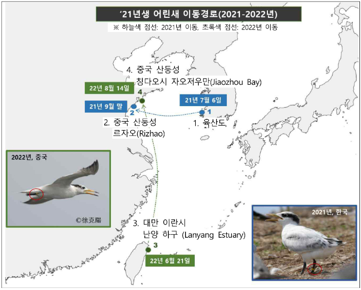 지난해 육산도에서 태어난 뿔제비갈매기 개체의 이동경로. 국립생태원 제공