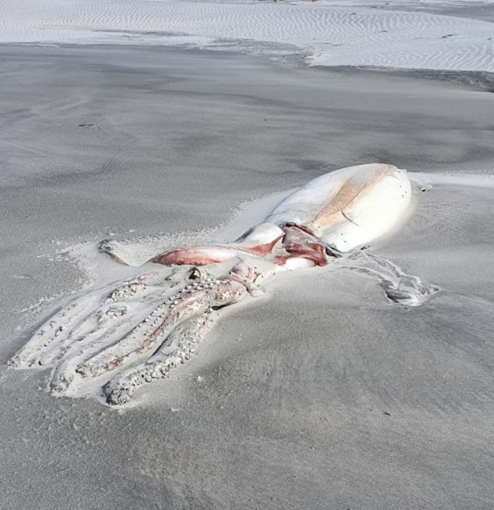 뉴질랜드 해변에서 발견된 대왕오징어. 연합뉴스