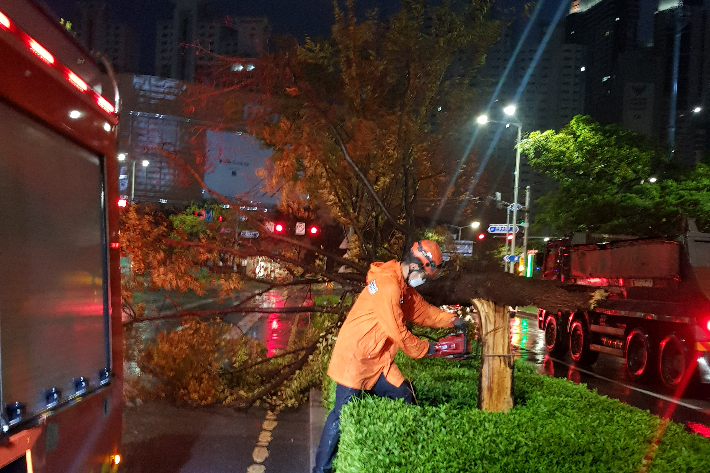 제14호 태풍 난마돌의 영향으로 19일 오전 5시 31분쯤 부산 해운대구 중동 한 도로에서 나무가 강풍에 쓰러져있다. 부산소방재난본부 제공  