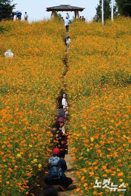 올림픽공원 들꽃마루 황하코스모스
