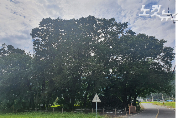 창원 마산합포구 진전면 금암리에 약 400년으로 추정되는 나무 숲과 막돌탑이 있다. 이형탁 기자