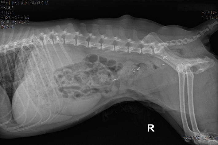 중성화 수술 후 몸속에 스테이플러 심이 남아있는 보리 엑스레이(X-ray) 사진. 보호자 측 제공