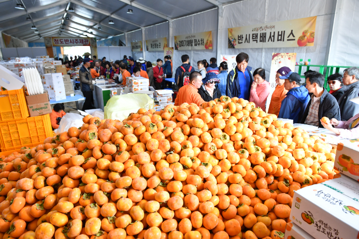 청도 반시축제. 경북도 제공