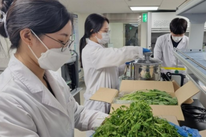 채소별 잔류농약 제거 방법 비교. 광주광역시 보건환경연구원 제공