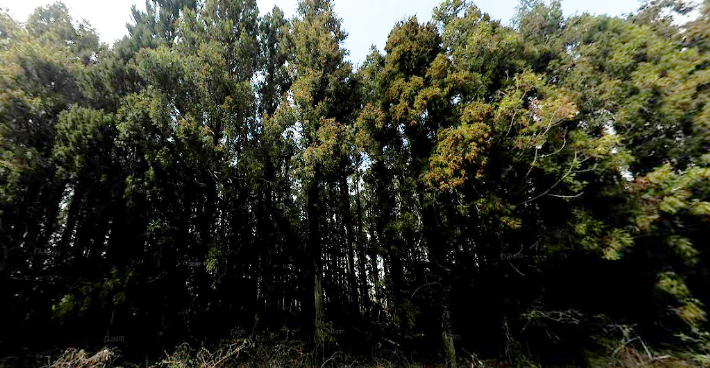 제주 삼나무. 카카오맵 로드뷰 캡처