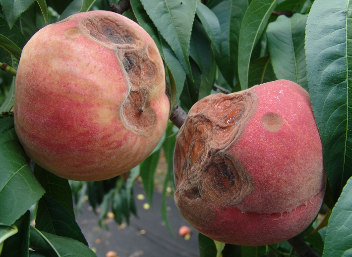 복숭아 탄저병. 경북도 제공