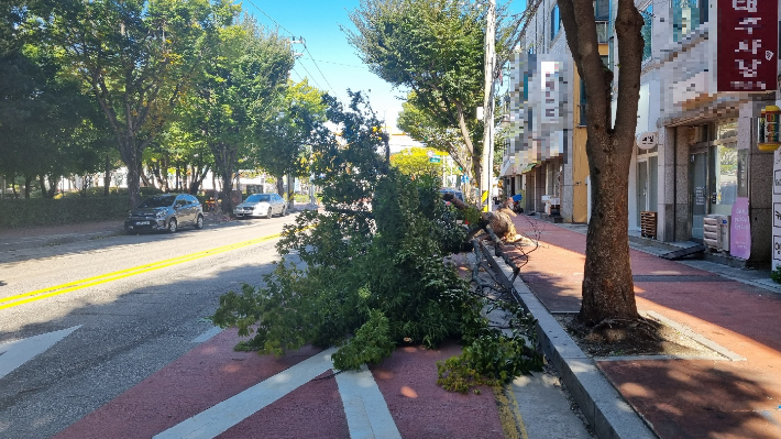 강풍에 뿌리째 뽑힌 가로수. 강릉시 제공