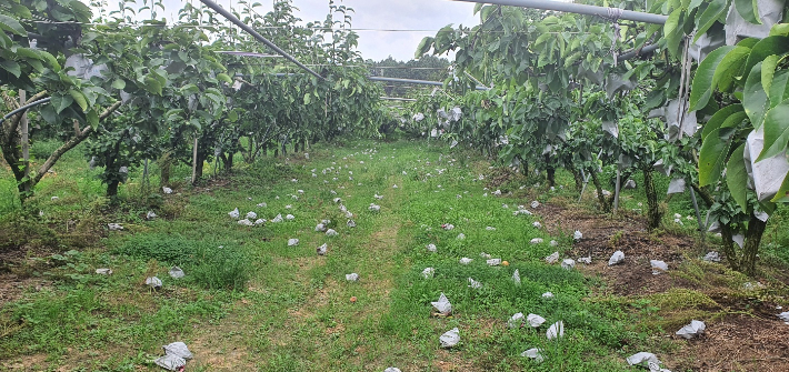 태풍으로 인한 배 낙과. 전라남도 제공