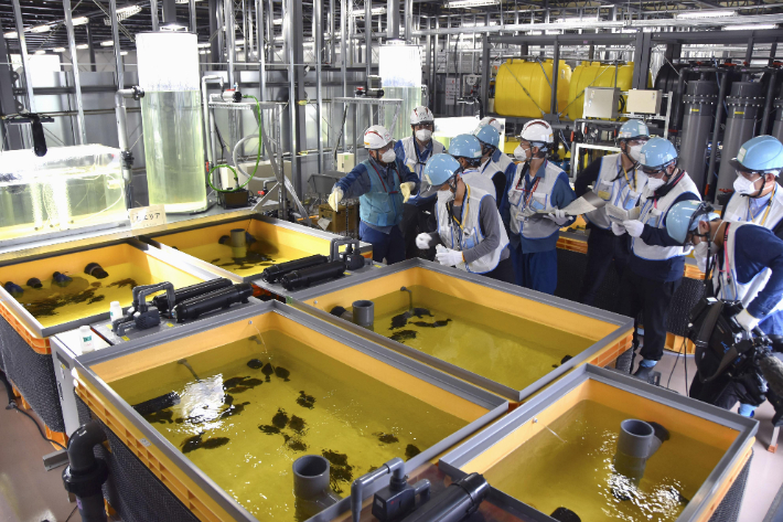 도쿄전력이 17일 후쿠시마 제1원자력발전소에서 오염수를 희석한 물로 키우고 있는 광어를 공개하고 있다. 연합뉴스