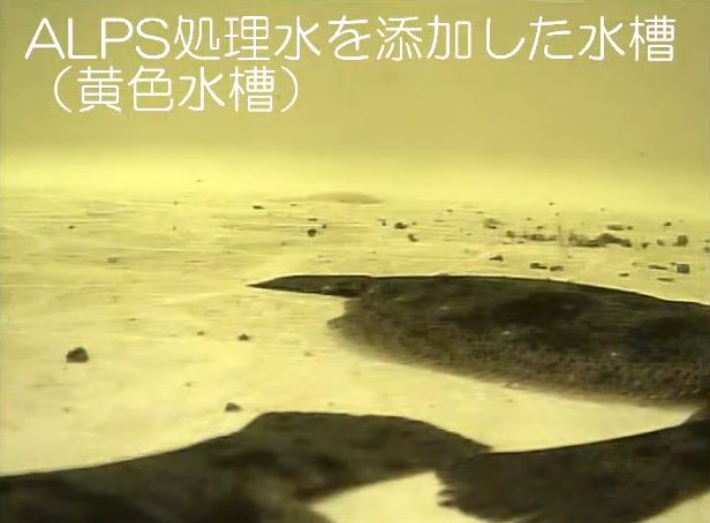 도쿄전력이 후쿠시마 제1원전 오염수를 희석시킨 물에 키우는 광어 수조 모습. 도쿄전력 유튜브 캡처