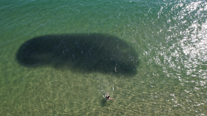 부산 해운대해수욕장 앞바다에 나타난 정어리떼. 부산 해운대구 제공