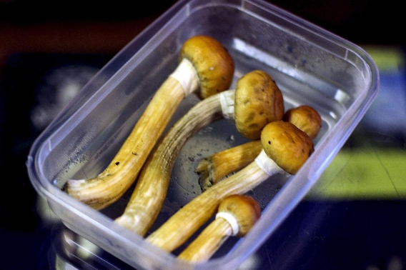 환각버섯. 기사 내용과 직접적 관련 없음. 연합뉴스