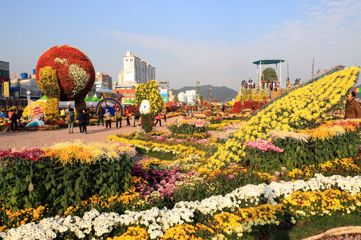 마산국화축제. 창원시 제공