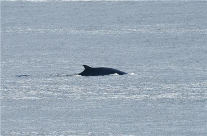 동해 목시조사에서 발견된 참고래. 국립수산과학원 제공