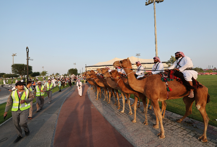카타르월드컵 공식 개막전이 열릴 알코르 알바이트 스타디움에 관계자들이 낙타를 타고 대기하고 있다. 연합뉴스