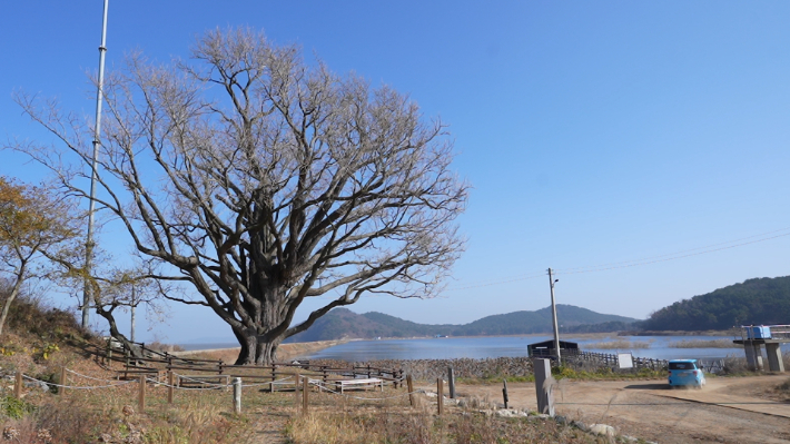 인천 강화군 서도면 볼음도리에 있는 천연기념물 제304호 은행나무(수나무) 모습. 박철웅PD