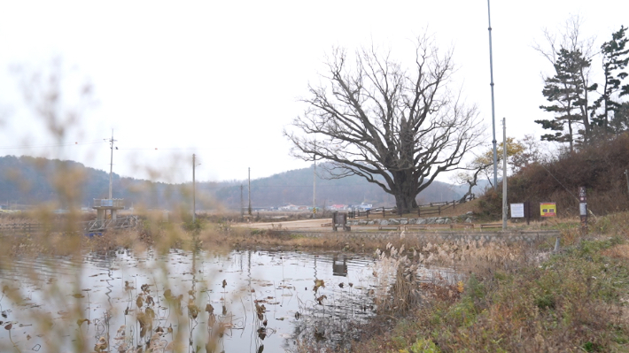 지난해 인천시와 인천도시공사, 인천시교육청, (사)평화의숲이 '강화 볼음도 은행나무' 주변에 조성한 평화정원 모습. 박철웅PD