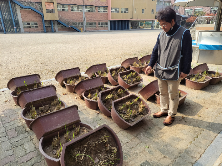 서울 탑산초 정용주 교사가 학생들이 체험한 벼농사를 설명하고 있다. 이인 기자 