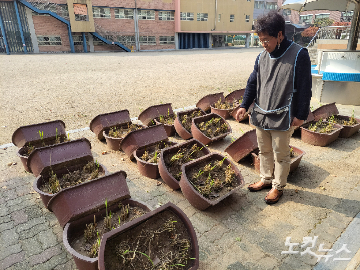 서울 탑산초 정용주 교사가 학생들이 체험한 벼농사를 설명하고 있다. 이인 기자 