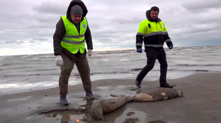 러시아 방송 RU-RTR이 4일 카스피해 러시아 해변으로 밀려온 바다표범들의 사체를 당국자들이 확인하는 모습을 보도했다. 연합뉴스