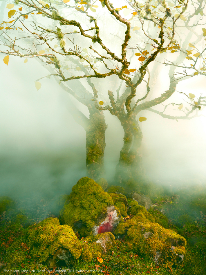 Tree in Mist, Fairy Glen, Isle of Skye, Scitland, 2013 © Albert Watson 2022