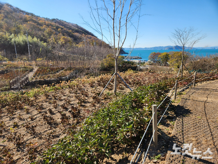가덕도 외양포포진지 옆으로 재작년 조성된 야생화단지. 수국 등 다양한 야생화들이 심어져 있다. 정혜린 기자